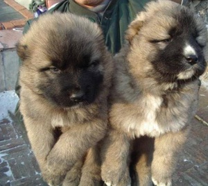 2021幼肉土狗小狼狗杂交肉犬肉养殖小肉幼体狗狗苗狗食用活狗出售