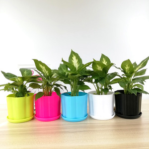 小号粉黛万年青花叶银皇后太阳神办公室内桌面绿植小盆栽植物满送