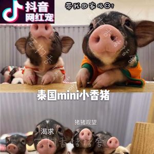 香香猪活体-淘宝拼多多热销香香猪活体货源拿货 阿里巴巴货源