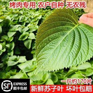 东北苏子叶烤肉包饭鲜苏叶新鲜紫苏叶食用绿色蔬菜当季叶菜蘸酱菜