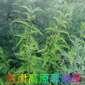 荨麻草新鲜