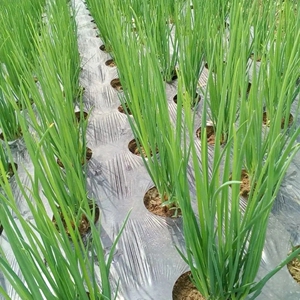 农用葱膜带孔地膜银黑膜8孔-12孔小葱孔膜蔬菜膜香葱带洞打孔地膜