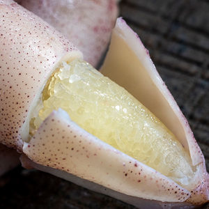 全籽海兔子带籽笔管鱼鲜活冷冻乌贼满籽籽乌小墨鱼仔海鲜鱿鱼水产