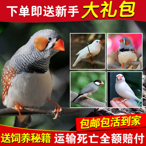 【送鸟粮】观赏鸟幼灰珍珠鸟繁殖白文鸟宠物鸟手玩鸟活体一对珍珠