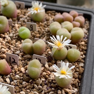 花时多肉 一物一拍 空卡佛 野卡 已发根服盆 肉锥母本 群生