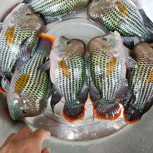 鱼场玉面红尾皇冠鱼发财鱼招财鱼养不死小鱼苗种鱼观赏鱼活体