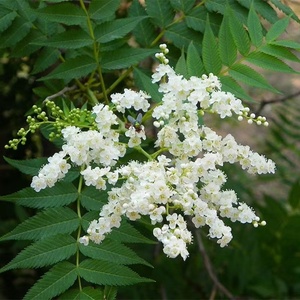 【珍珠梅花卉】珍珠梅花卉品牌,价格 - 阿里巴巴