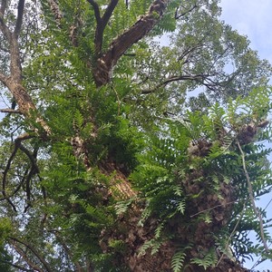槲蕨 骨碎补 石毛姜,过山龙,石岩姜毛生姜,鸡姜新鲜全草可种植