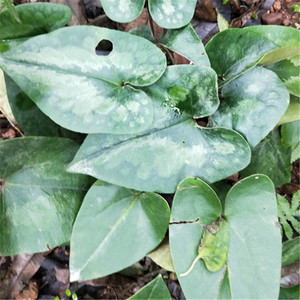 野生花脸细辛 花叶细辛 花脸猫 翻天印 水马蹄 土细辛 马蹄细辛苗