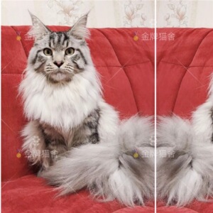 缅因猫幼猫纯种巨大型宠物猫小猫咪活幼体挪威森林猫黑棕红银虎斑