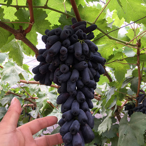 无籽玫瑰香葡萄