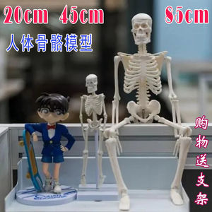 人体骨骼20cm模型45全骨色85可拆卸医用教学瑜伽健身玩具骷髅骨架
