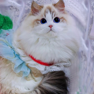 布偶猫幼猫海双波斯系蓝双布偶高赛级仙女猫山猫纹纯种金渐层银点