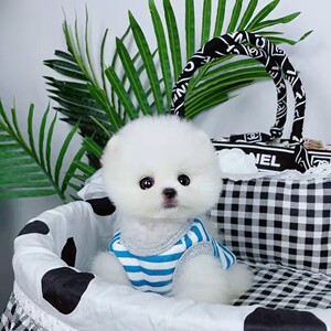 纯种白色博美幼犬活体茶杯犬小型犬可爱迷你长不大俊介犬宠物真狗