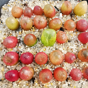 毛汉尼 毛汗尼 混色 毛哈尼 肉锥 彩色毛汉尼 多肉植物