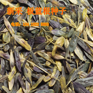 大青叶种子包邮