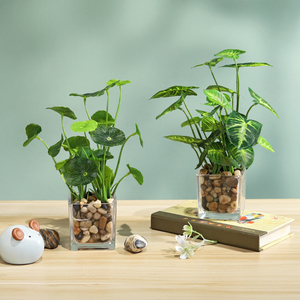创意仿真植物玻璃瓶绿植小摆件假盆栽家居客厅室内桌面装饰品盆景
