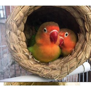 鹦鹉鸟窝葫芦窝