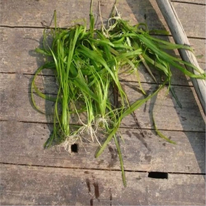 草鱼草种养鱼种籽鱼吃的养殖四季畜牧鱼塘水草鱼草牧草喂鱼多年生