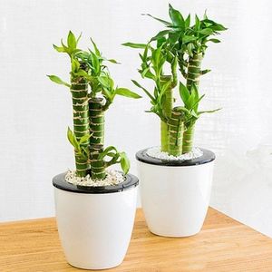 文昌竹4支富贵竹 荷花竹开运转运竹带根室内办公桌面土培水培盆栽