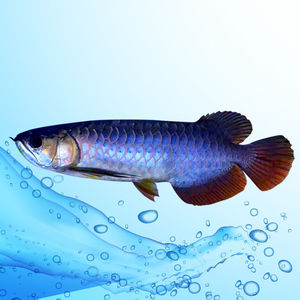活鱼小鱼苗高背蓝底金头过背金龙红龙鱼活体小型热带观赏鱼0人付款