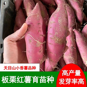 富硒板栗红薯育苗种高产番薯天目山小香薯沙地薯发芽种植整箱10