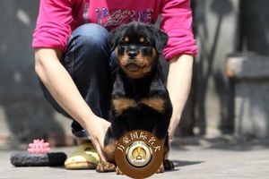 北京犬舍出售纯种德系罗威纳幼犬赛级罗威那宠物狗活体 可空运