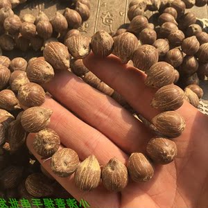 【紫鼠菩提原籽】紫鼠菩提原籽品牌,价格 - 阿里巴巴