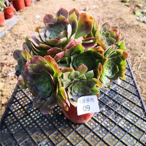 万圣节红心沙拉碗老桩手捧花多头法师多肉植物绿植盆栽一物一拍