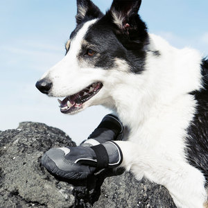 大狗鞋-淘宝拼多多热销大狗鞋货源拿货 - 阿里巴巴货源