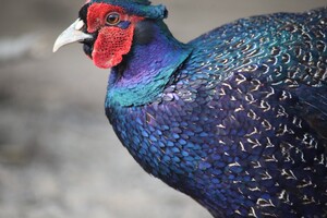 孔雀蓝山鸡种蛋受精蛋可孵化小鸡观赏宠物鸡促销优惠满十枚包邮