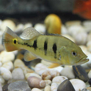 热带鱼大型凶猛肉食宠物鱼家养巴西亚鱼苗帝王三间鱼观赏鱼中型皇