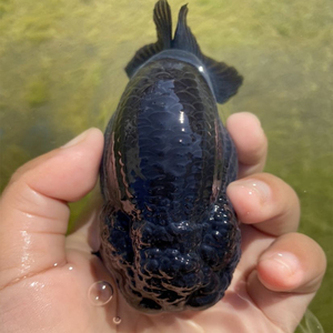 金鱼苗小鱼苗自养冷水鱼水族箱家养练手兰寿鱼苗活鱼招财观赏鱼