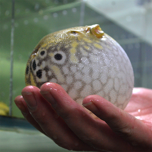 巧克力娃娃 观赏鱼河豚活鱼宠物淡水热带鱼小型活体迷你生气的鱼