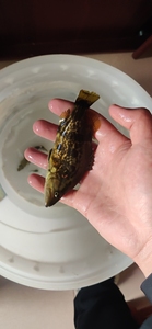 白头鳜少鳞鳜原生鱼冷水鱼名贵鱼类鳜鱼观赏鱼冷水鱼白头鳜少鳞鳜