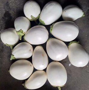 江西鄱阳特产新鲜白茄子圆白茄子鸡蛋茄子500克一件一斤/3斤包邮