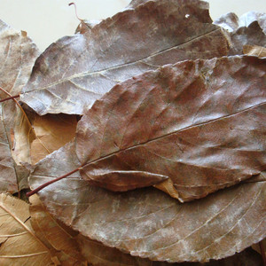 广西野山楂叶茶