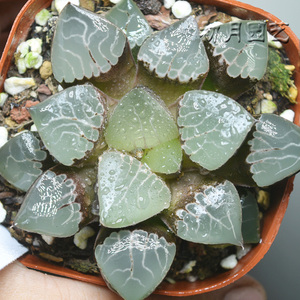 火凤凰 初月园艺 克里克特寿 铭品十二卷稀有多肉植物 有一物一拍