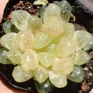 琥珀玉露 多肉植物 雨露肉肉办公室植物室内盆栽花卉锦有一物一拍