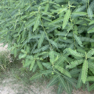 田菁中草药小野蚂蚱豆牙喊撒原生现采飞天蜈蚣皮肤痒关节外敷伤痛