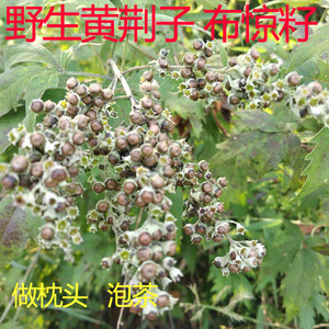 黄荆子茶