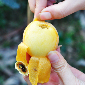 正宗贵妃白玉枇杷白梨白沙白肉新鲜福建莆田大水果孕妇儿童无农药