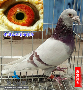 种鸽 血统鸽 红鸽子 国血西翁 西翁国血远程信鸽(幼鸽预定)