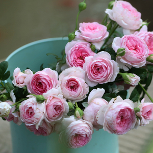 小苗|虞城园艺 灌木月季我的心月季粉色多头勤花可藤本四季开花