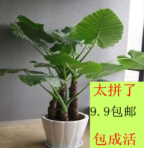 促销 客厅盆景滴水观音观叶盆栽大海芋花卉大叶四季常青室内植物
