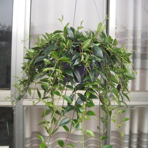室内盆栽吊兰柳叶吊兰千叶吊兰垂吊绿叶开花植物进化空气吸甲醛