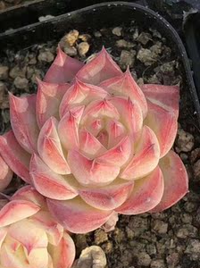 水晶玫瑰 正版多肉植物一物一拍(7厘米盆参考)