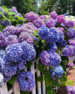 千玺的花园大花绣球红皇后十字架妖精之瞳魔幻海洋多年生盆栽地栽