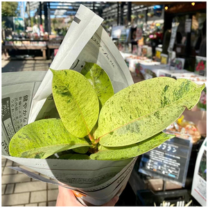 小植之家 雀斑小姐抹茶橡皮树ins风桌面喜阳新奇美观锦化绿植