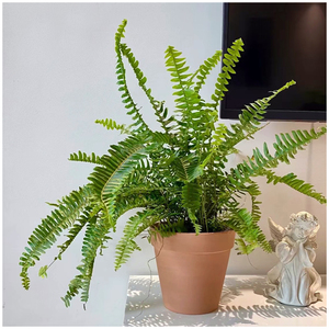 小植之家 室内办公室盆栽 肾蕨盆栽长叶肾蕨耐阴喜阴植物净化空气